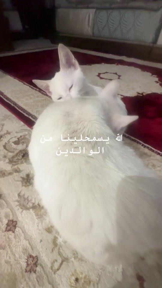TikTok video thumbnail by belouchi48