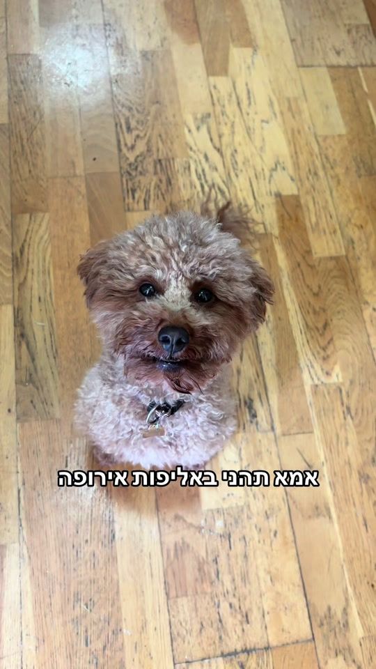 TikTok video thumbnail by ophir_dogtrainer