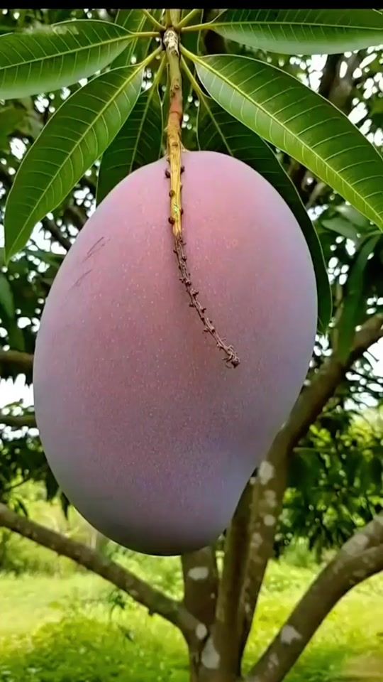 TikTok video thumbnail by pramila.lasanthi6