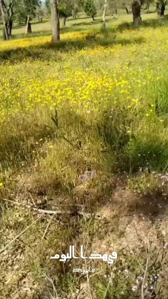 TikTok video thumbnail by user8525474437780