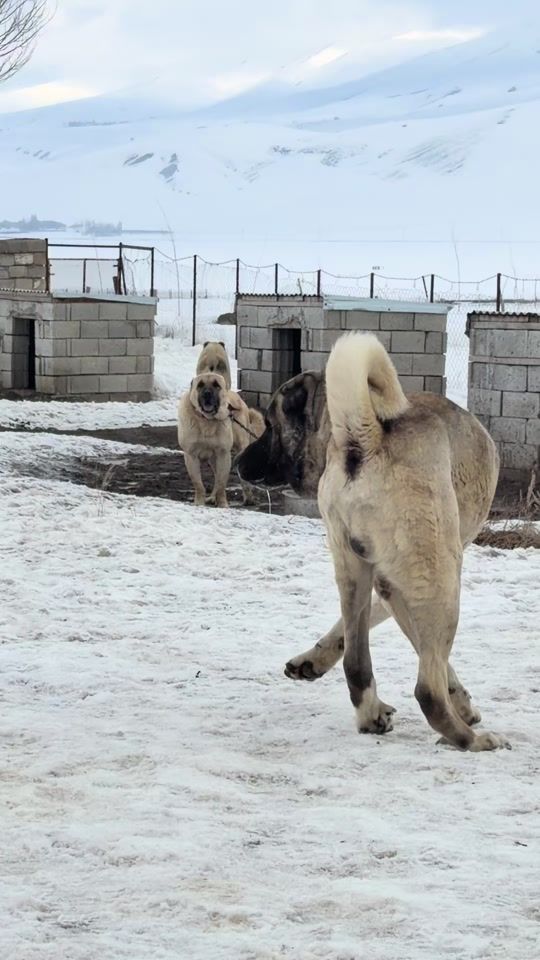 TikTok video thumbnail by yunus_eldemir