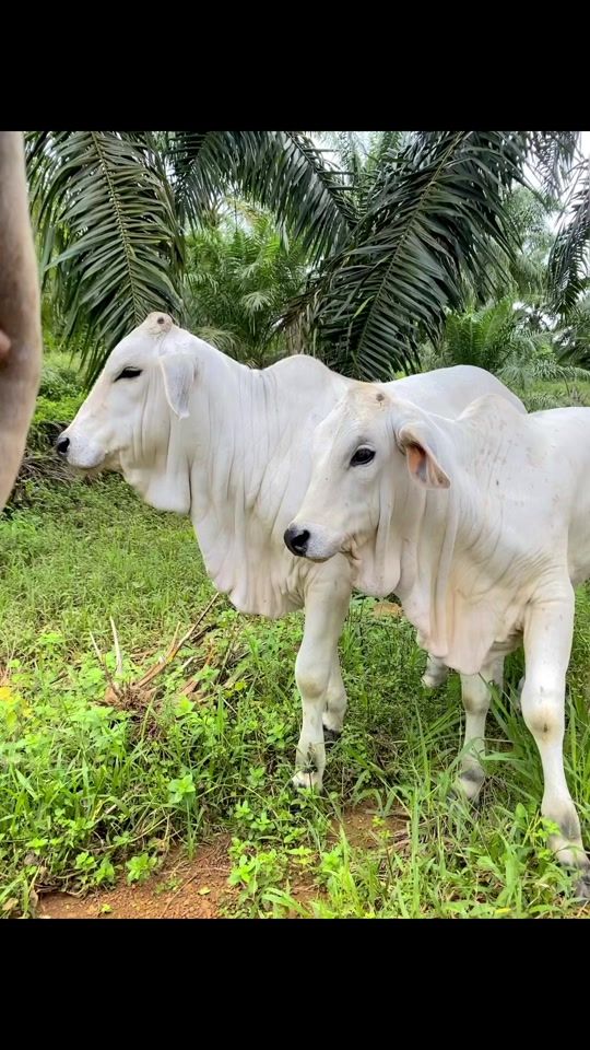 TikTok video thumbnail by stonebankfarm