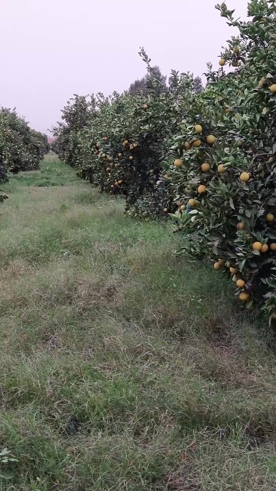 TikTok video thumbnail by malawi02chelf