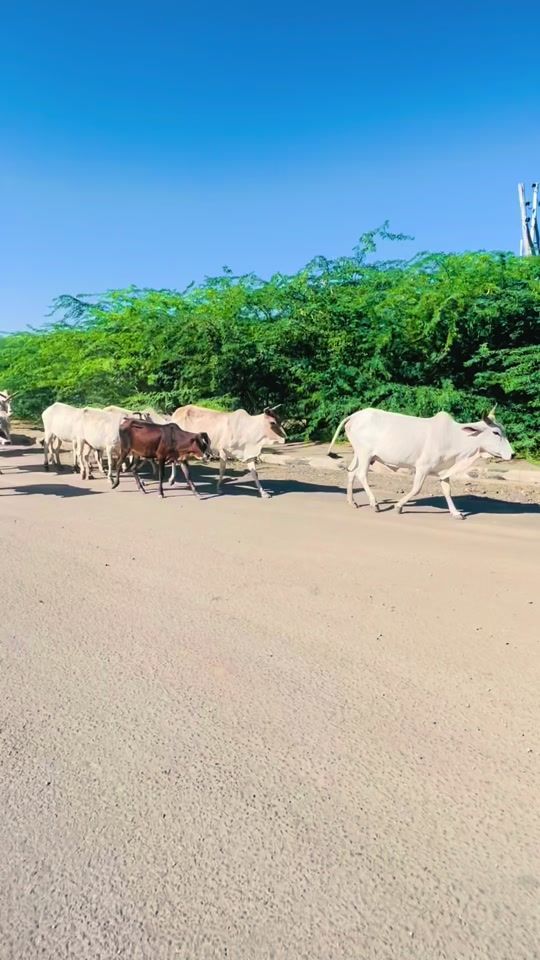 TikTok video thumbnail by yaska_md_official