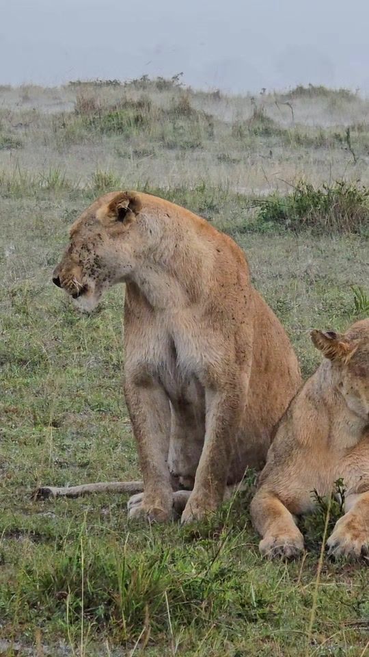 TikTok video thumbnail by beyondsafari