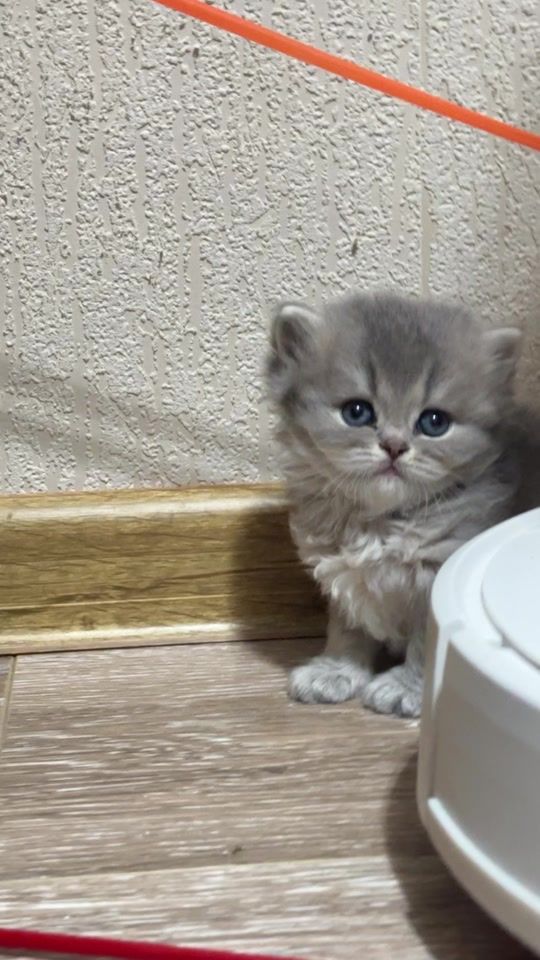 TikTok video thumbnail by britishcats.ge