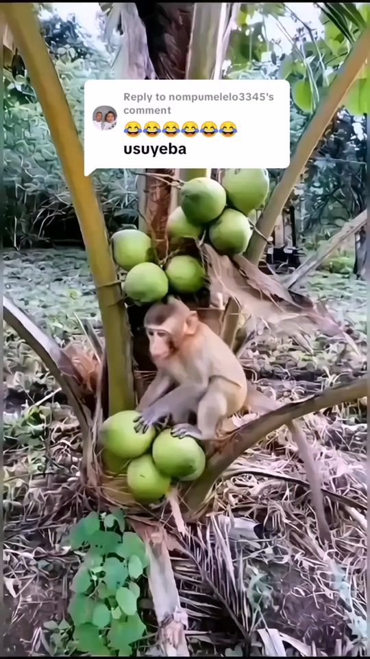 TikTok video thumbnail by gogodeewabantu