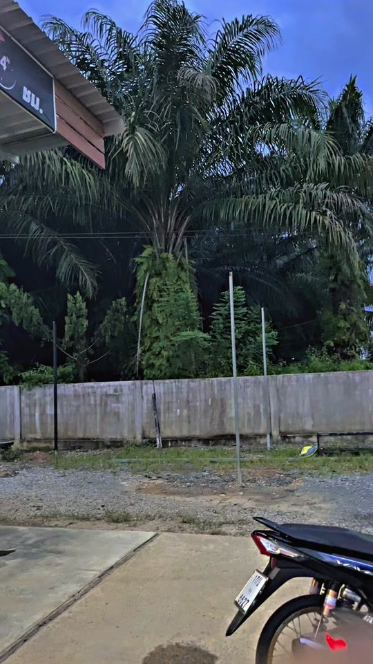 TikTok video thumbnail by seedsd.888
