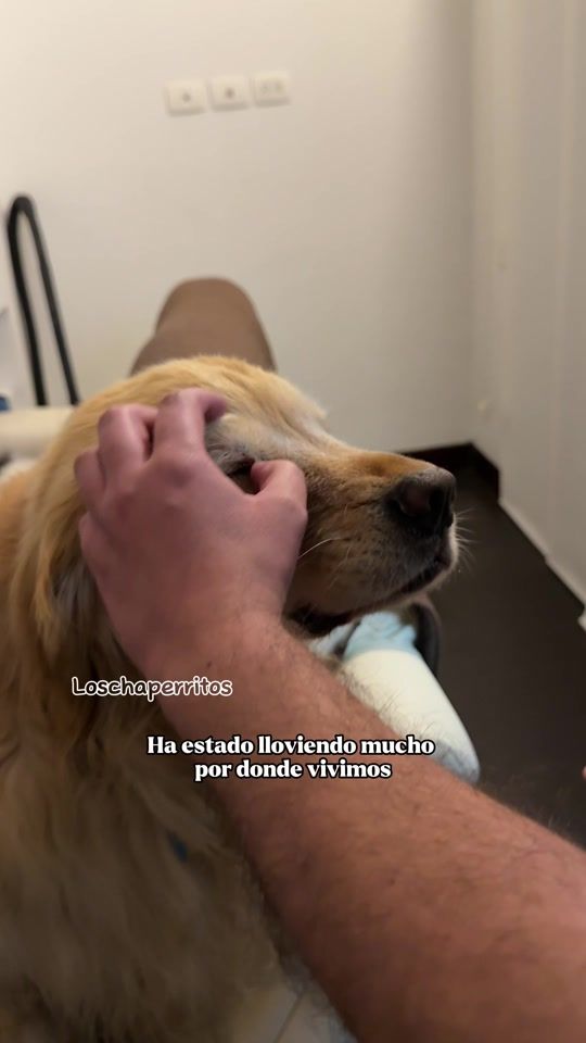 TikTok video thumbnail by loschaperritos_