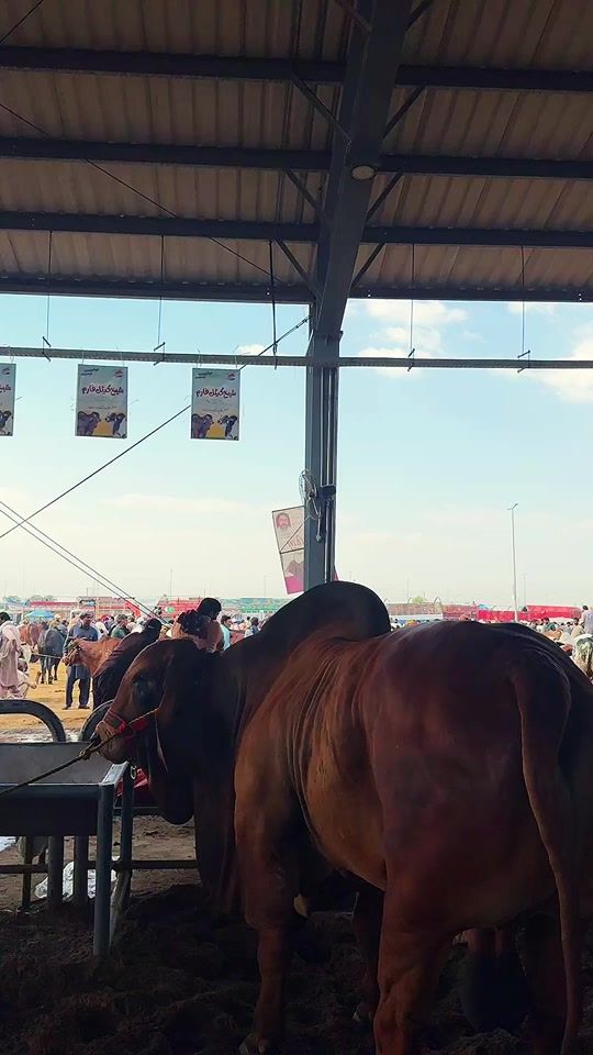 TikTok video thumbnail by ammar_meher