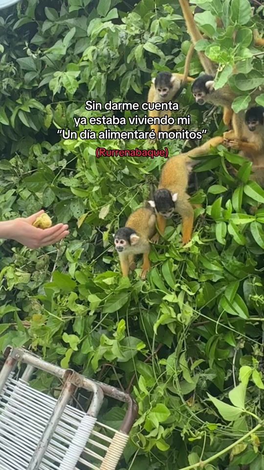 TikTok video thumbnail by lionela.herrera