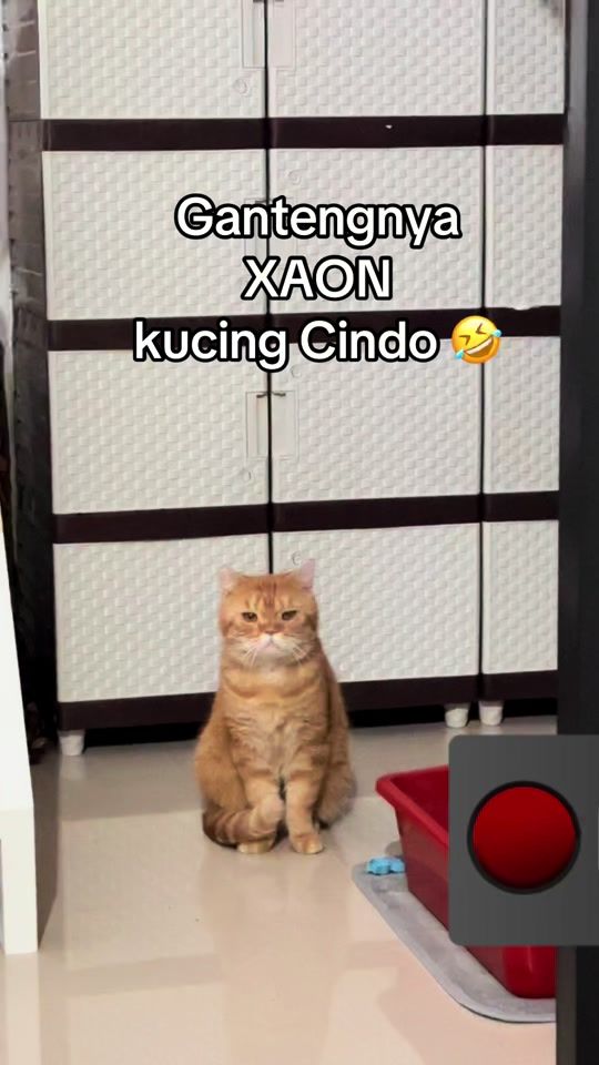 TikTok video thumbnail by cucing.ceo