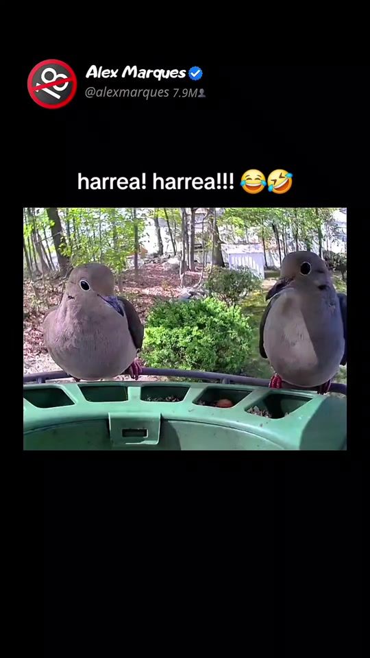TikTok video thumbnail by alexmarques