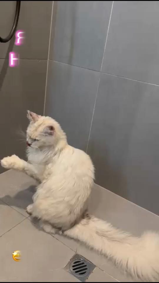 TikTok video thumbnail by antonina_tony