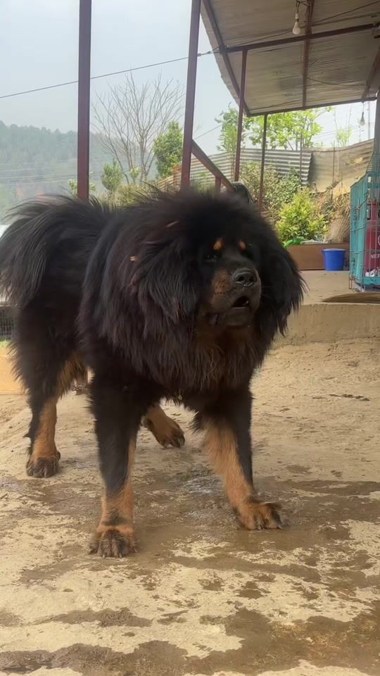 TikTok video thumbnail by himalayanmastiffnepal