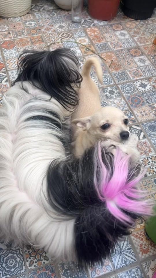 TikTok video thumbnail by sukiaprende
