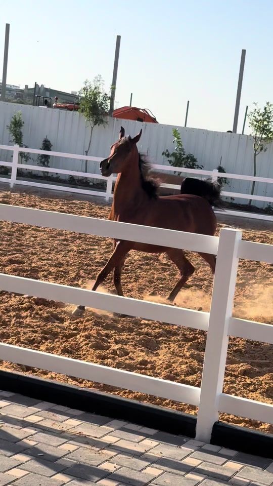 TikTok video thumbnail by najami15