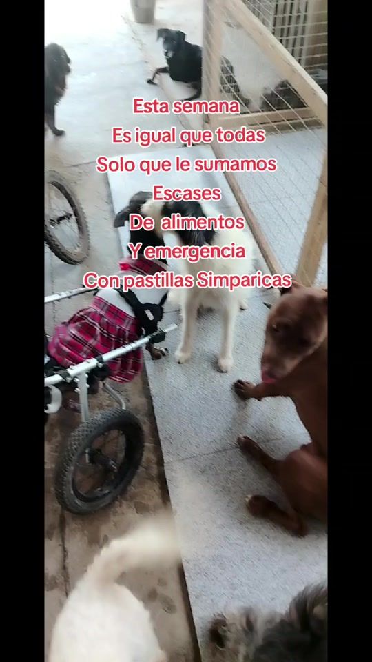 TikTok video thumbnail by refugiop.r.a.t