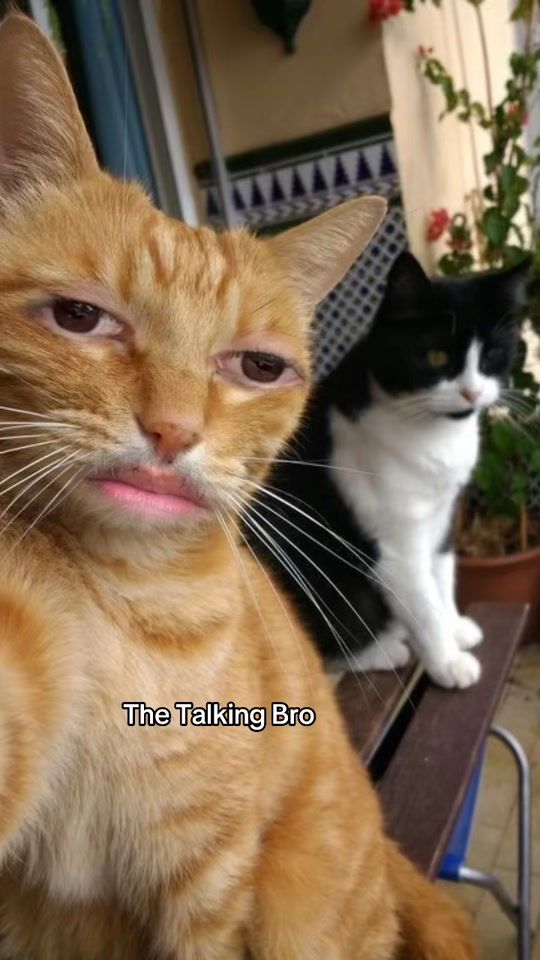 TikTok video thumbnail by talking_bro
