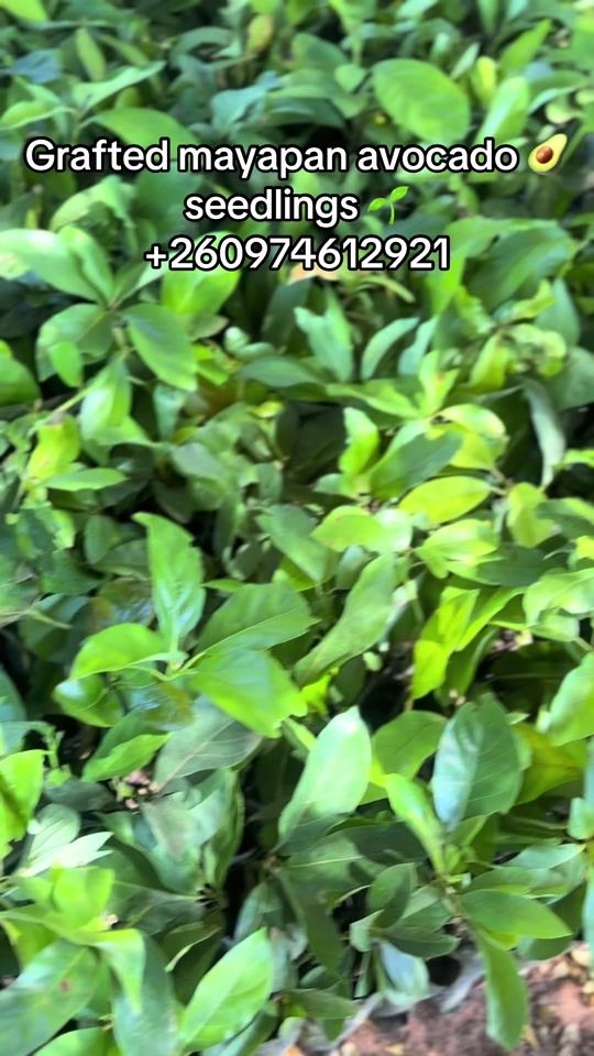 TikTok video thumbnail by fuzanithegreat