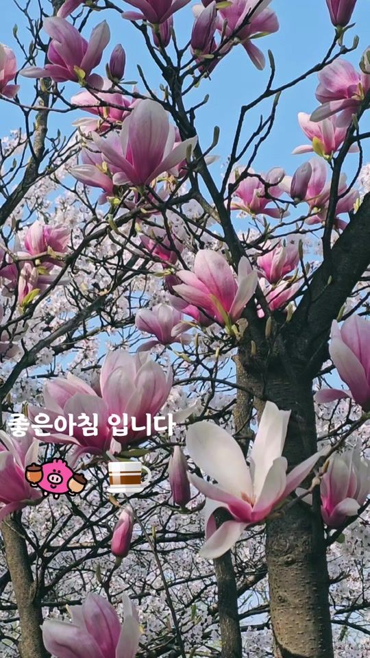 TikTok video thumbnail by khk4197