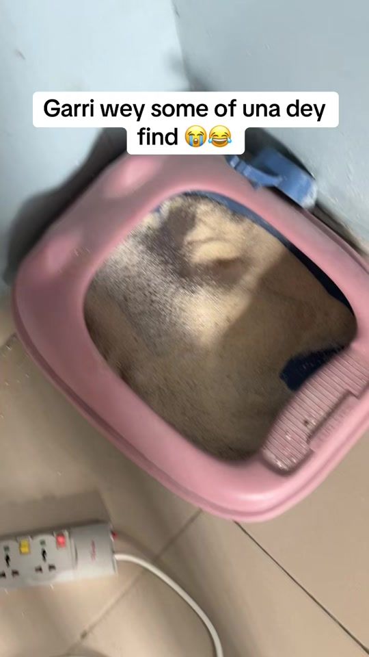 TikTok video thumbnail by dognaire