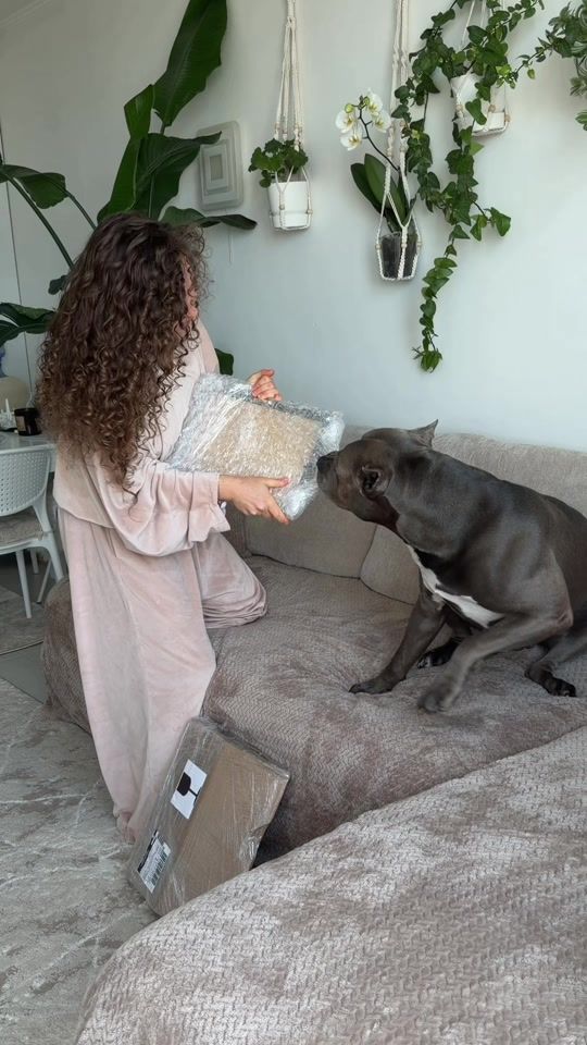 TikTok video thumbnail by pluton_amstaff