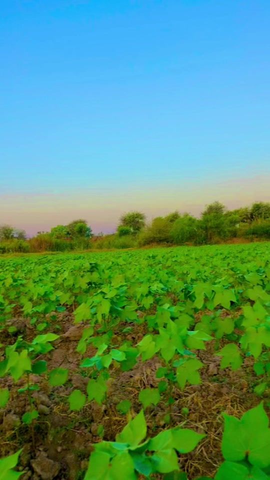 TikTok video thumbnail by farmer4680