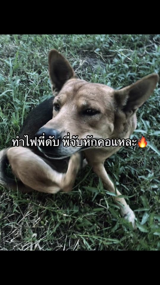 TikTok video thumbnail by 06__10__20_______11_06_