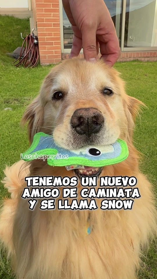 TikTok video thumbnail by loschaperritos_