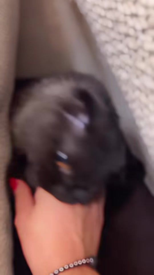 TikTok video thumbnail by lyale_