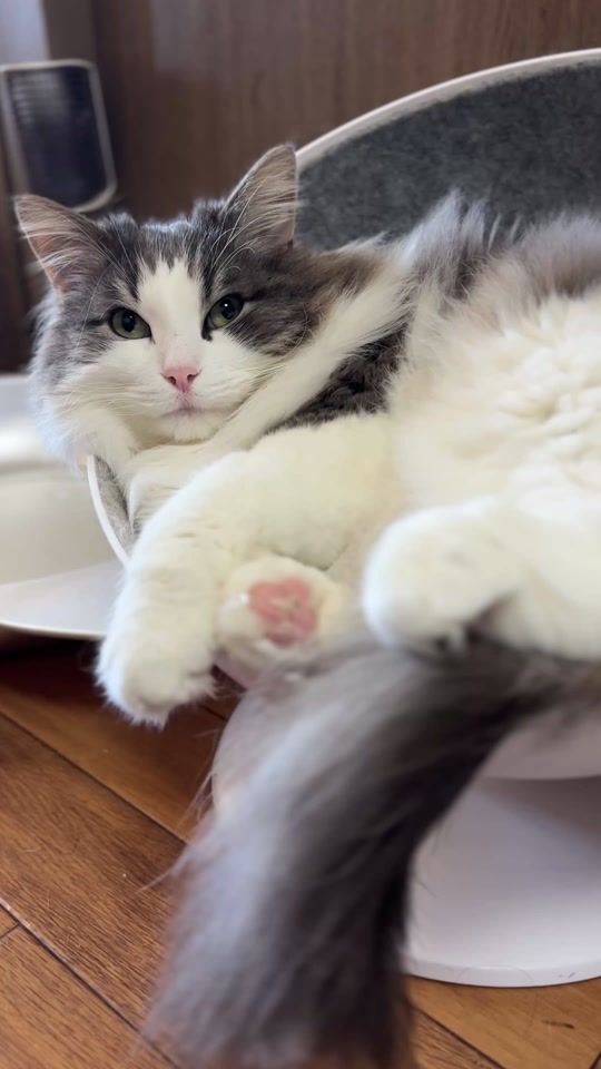 TikTok video thumbnail by oisan_cat_bot