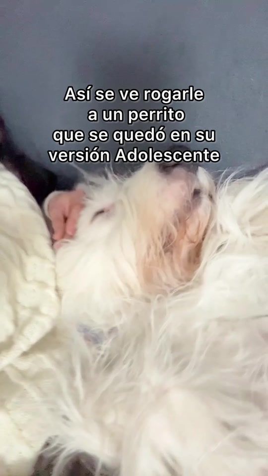 TikTok video thumbnail by renato.elperro