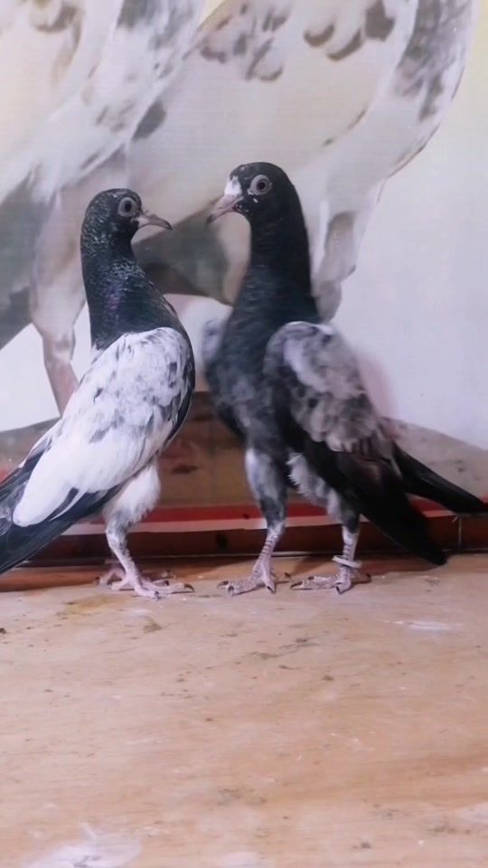 TikTok video thumbnail by lbreki