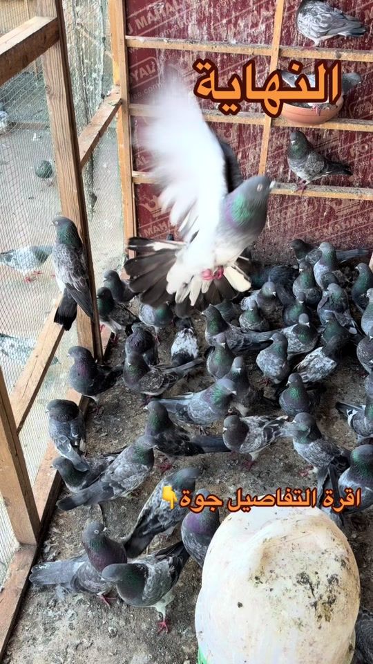 TikTok video thumbnail by tar__alasel