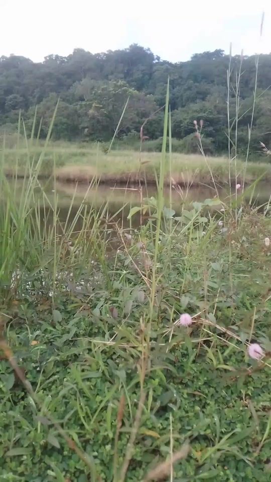 TikTok video thumbnail by srilankavillage