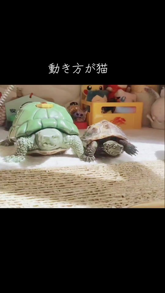 TikTok video thumbnail by kusagame.gunso