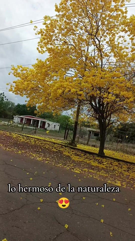 TikTok video thumbnail by elpapacho.29