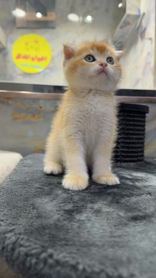 TikTok video thumbnail by abood.basas