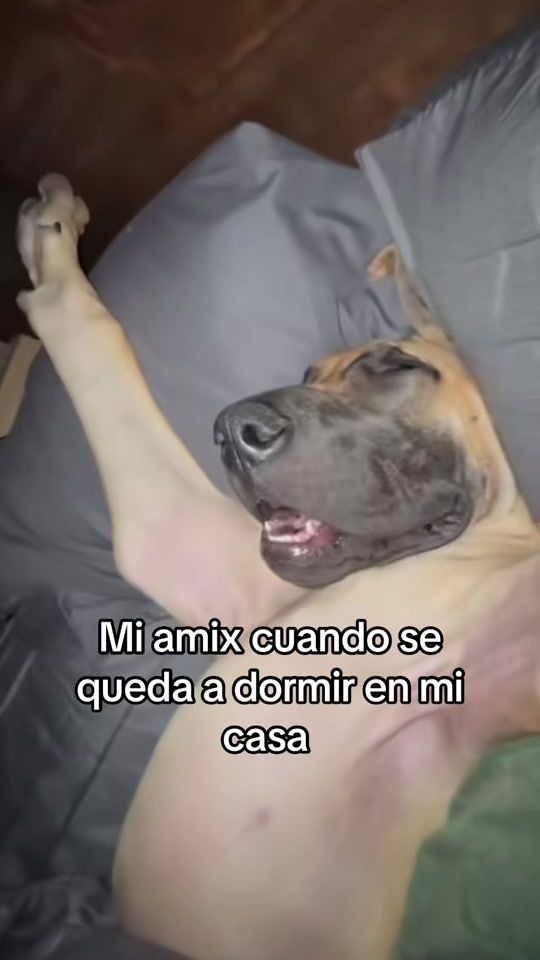 TikTok video thumbnail by bluey_seven