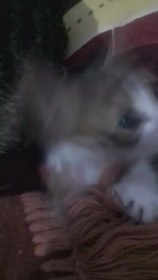 TikTok video thumbnail by rosa_nsr