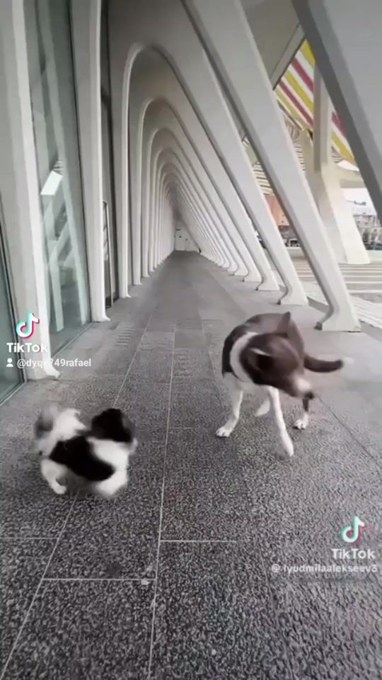 TikTok video thumbnail by dyqc749rafael