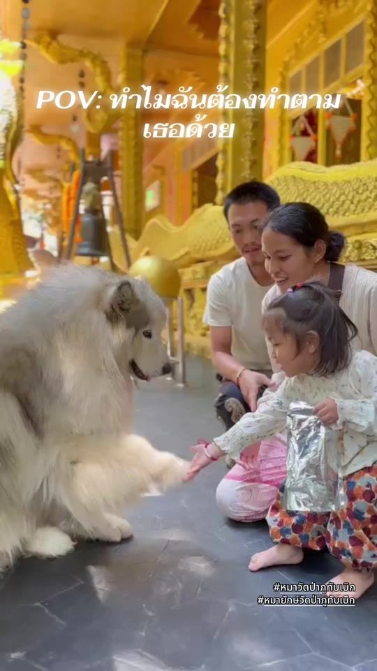 TikTok video thumbnail by tample.dog