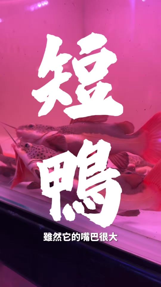 TikTok video thumbnail by water_fishmen