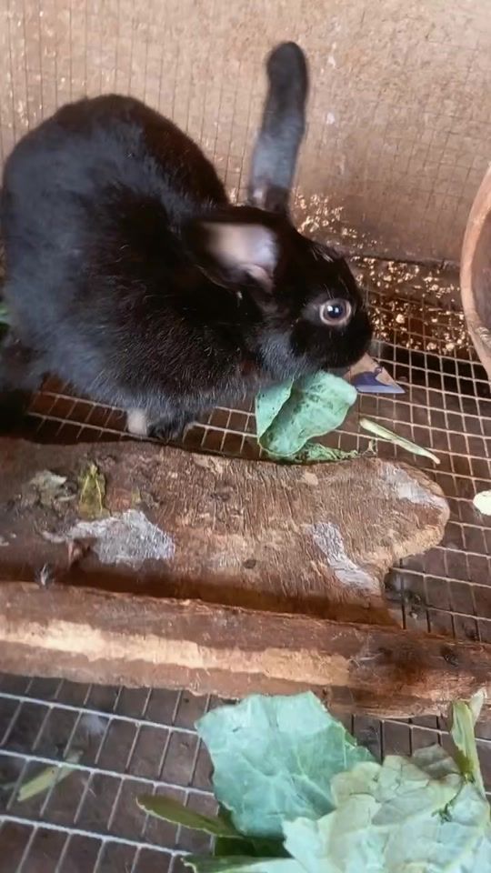 TikTok video thumbnail by faso_rabbit