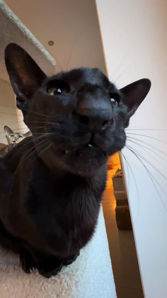 TikTok video thumbnail by jalikova