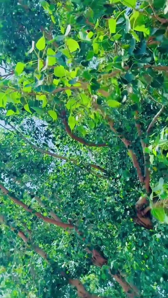 TikTok video thumbnail by bakarking050