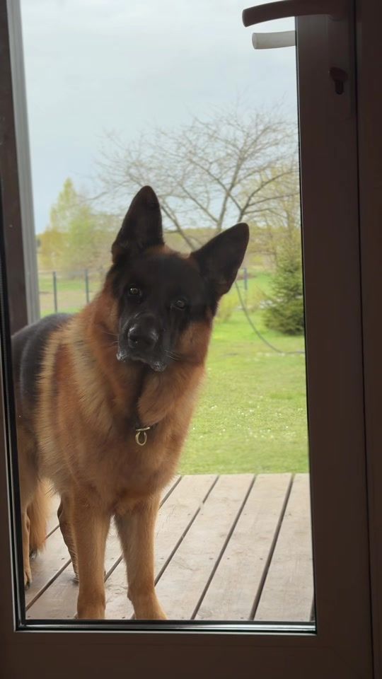 TikTok video thumbnail by mars_gsd