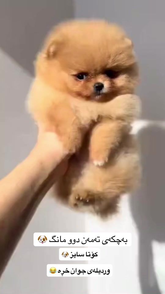 TikTok video thumbnail by animalls.home
