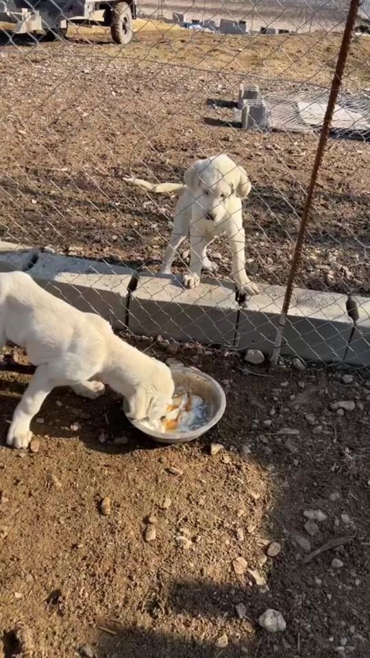 TikTok video thumbnail by halabjashhid1